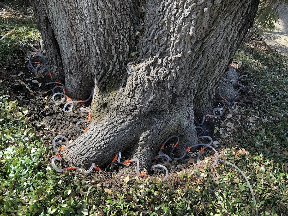 Detailed Tree Cabling and Bracing job site in Wheelwright