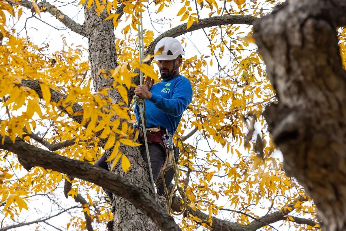 Skilled Tree Trimming crew working in Wheelwright